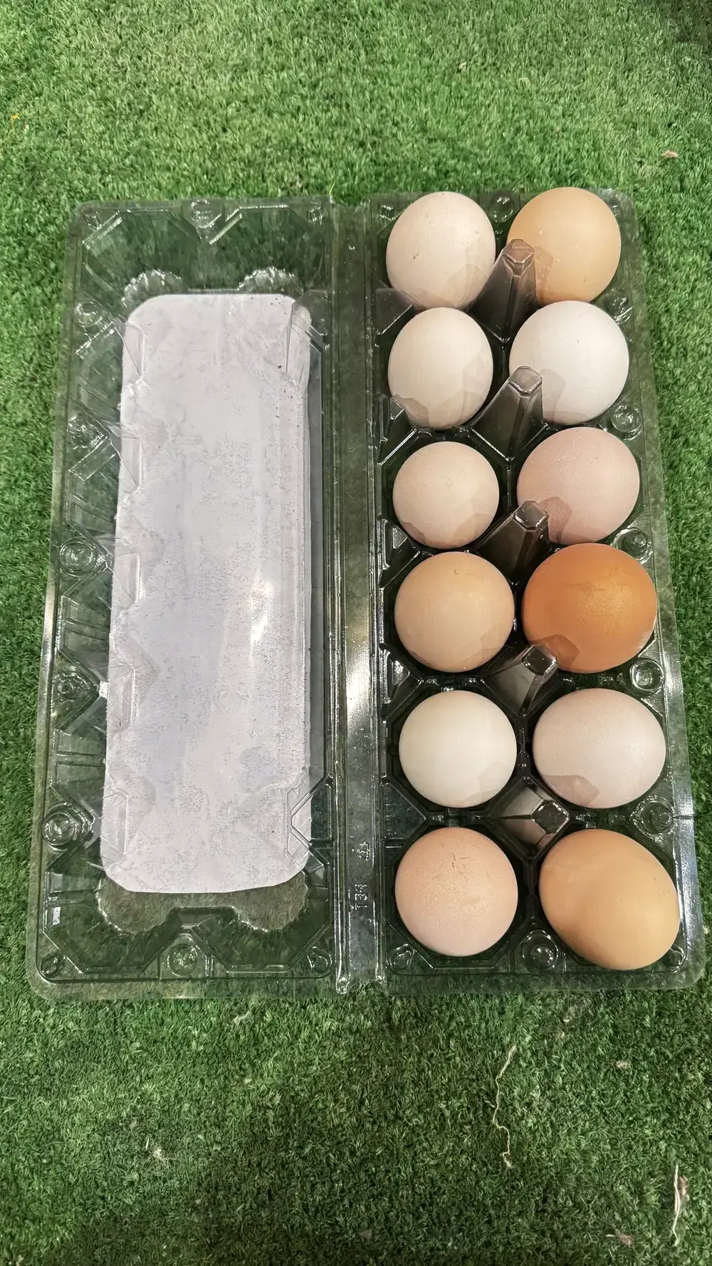 A dozen fresh eggs in an open pack on the grass