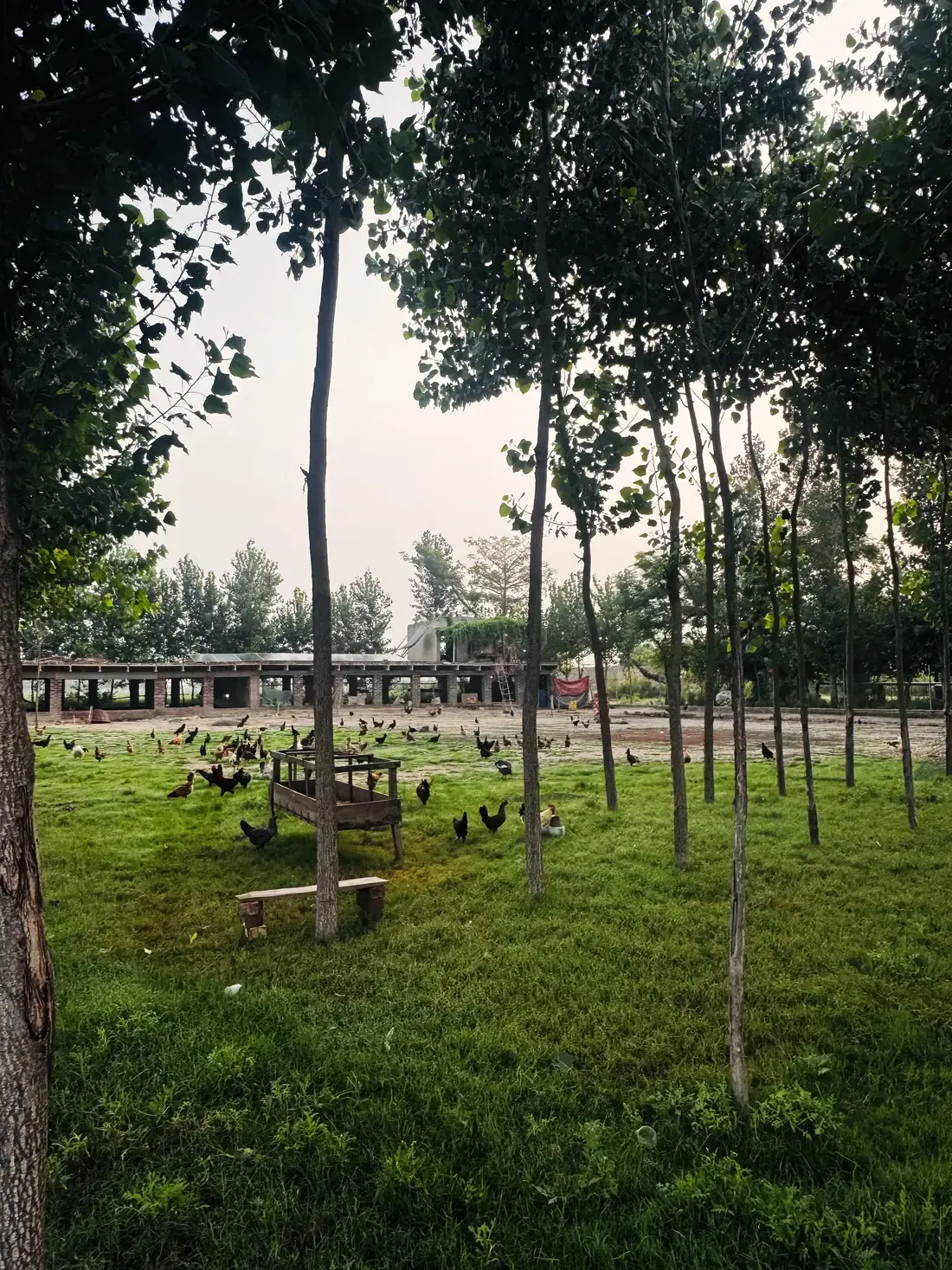 Hens roaming freely under the trees across the Bhatti Farms pasture