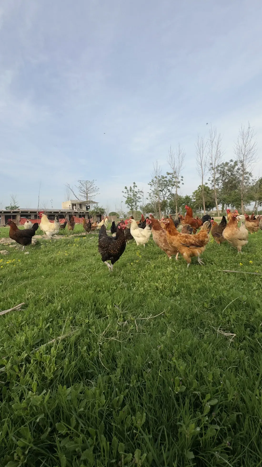 The flock heading out across the grass in the morning